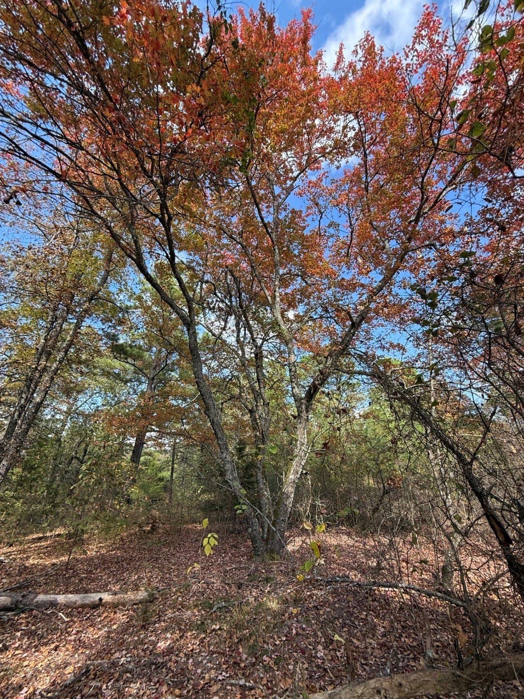 132.07 acres in Upshur County - photo 28