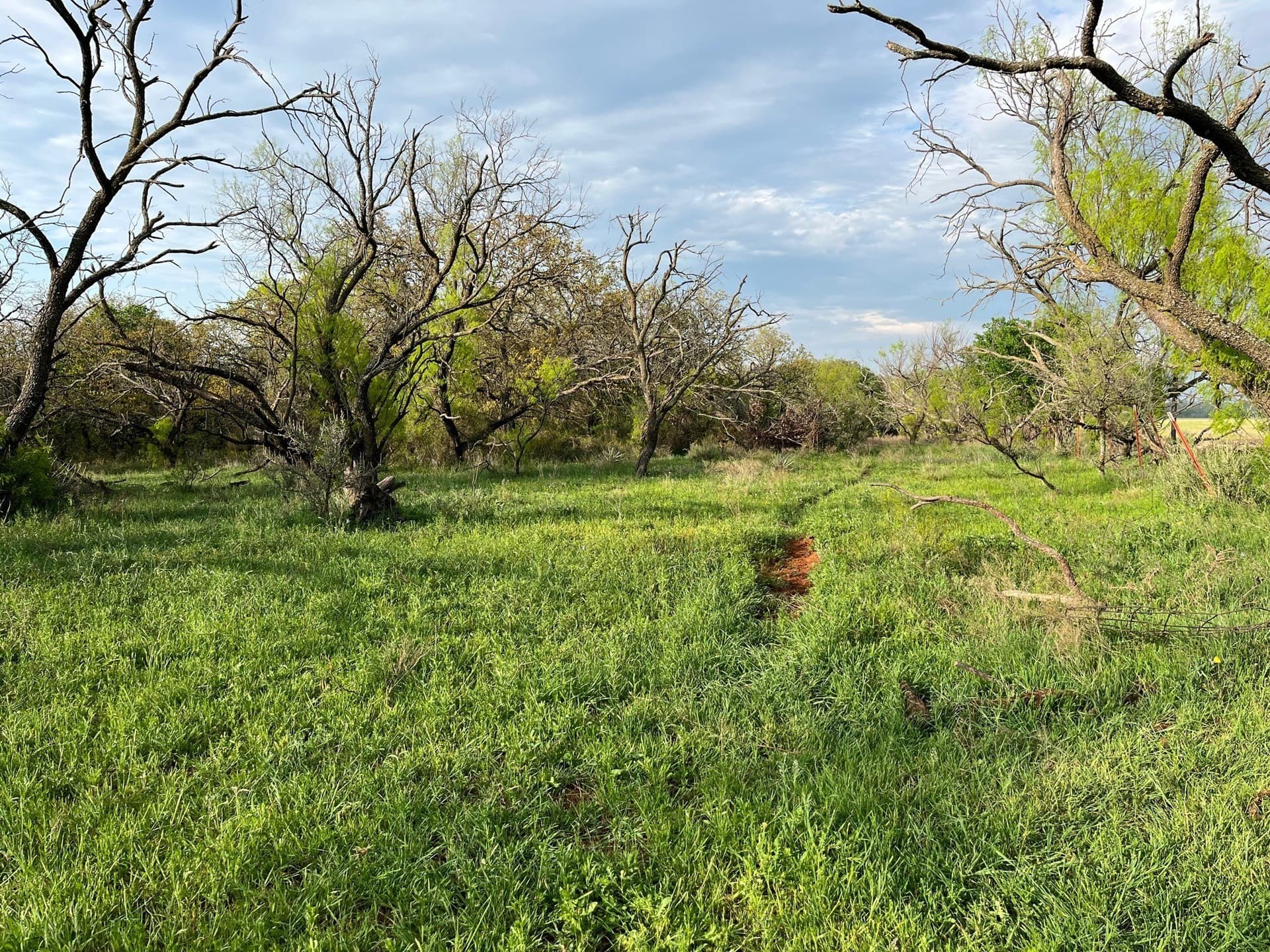 34.1 acres in Young County - photo 2