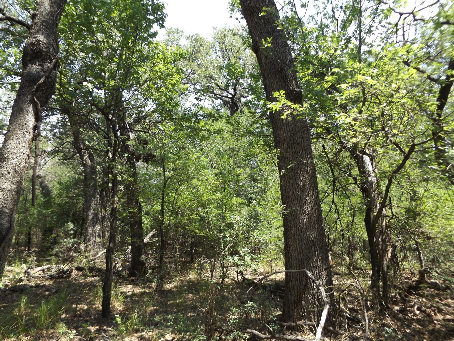 34.1 acres in Young County - photo 6