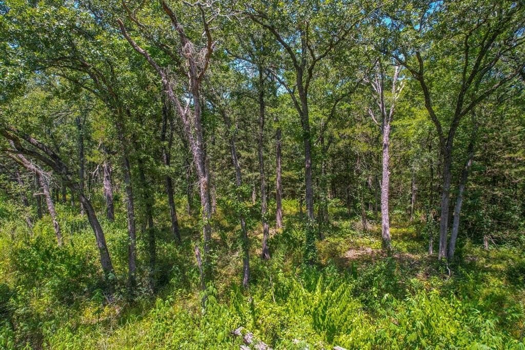 5 acres in Rains County gallery image 4