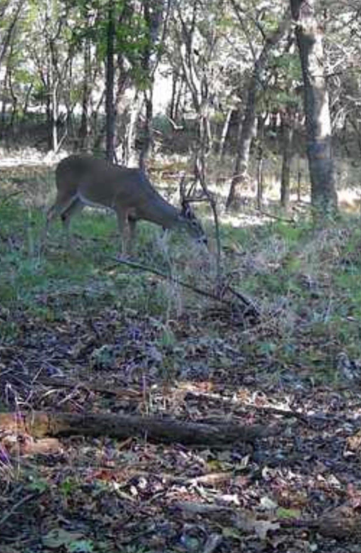 20.23 acres in Collin County - photo 17