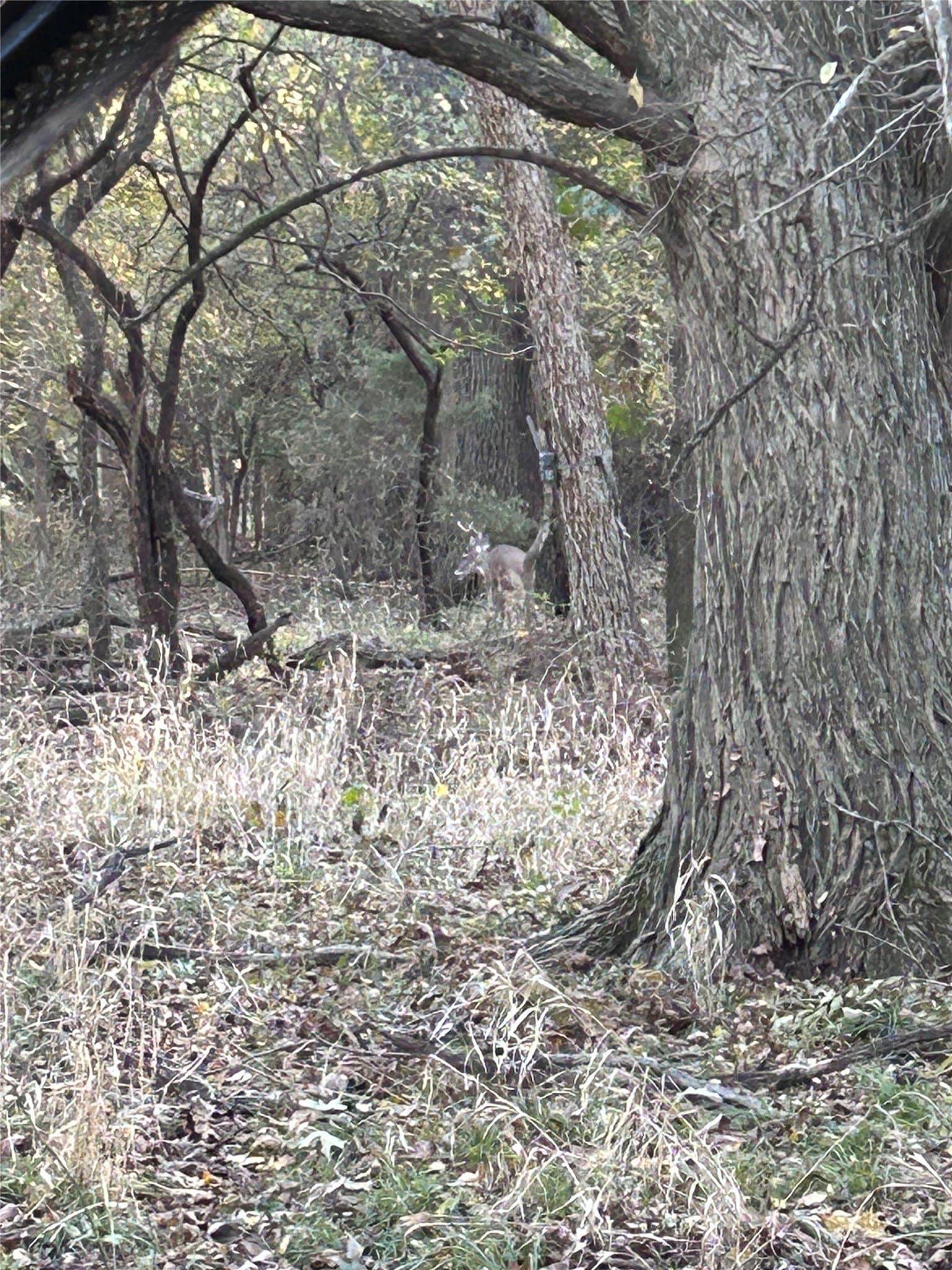 20.23 acres in Collin County - photo 14
