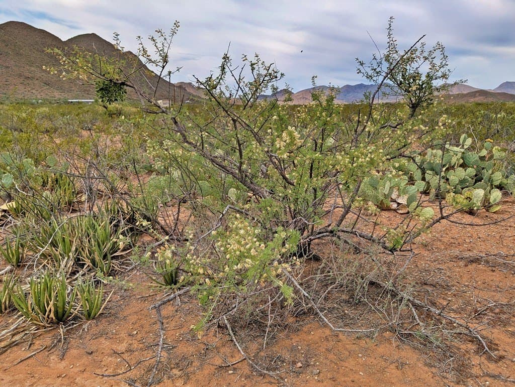 40 acres in Brewster County - photo 16
