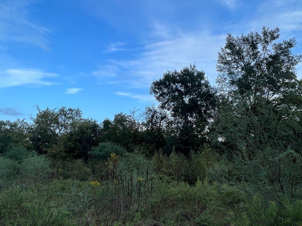 15.05 acres in Austin County - photo 5