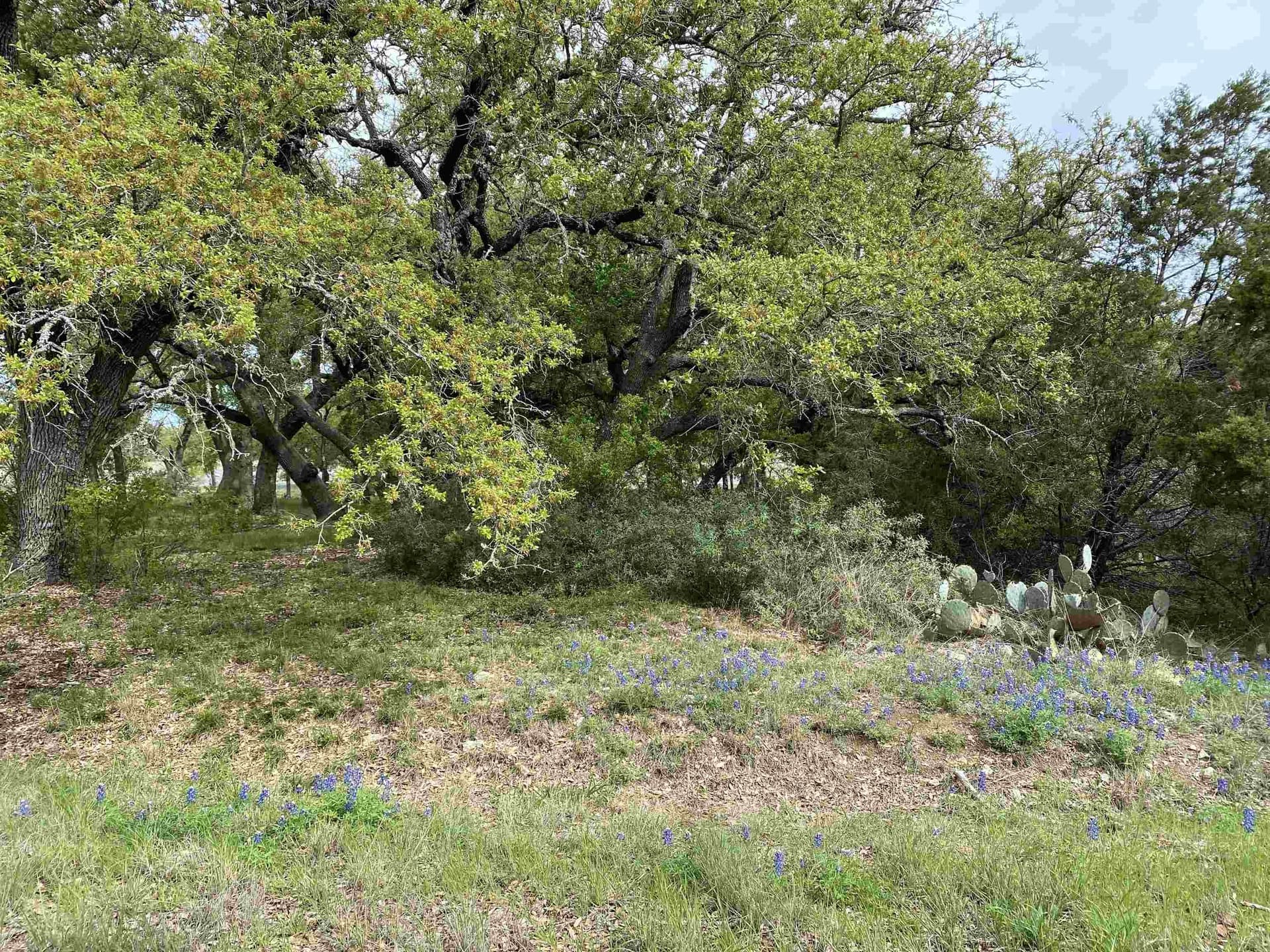 0.23 acres in Llano County gallery image 4