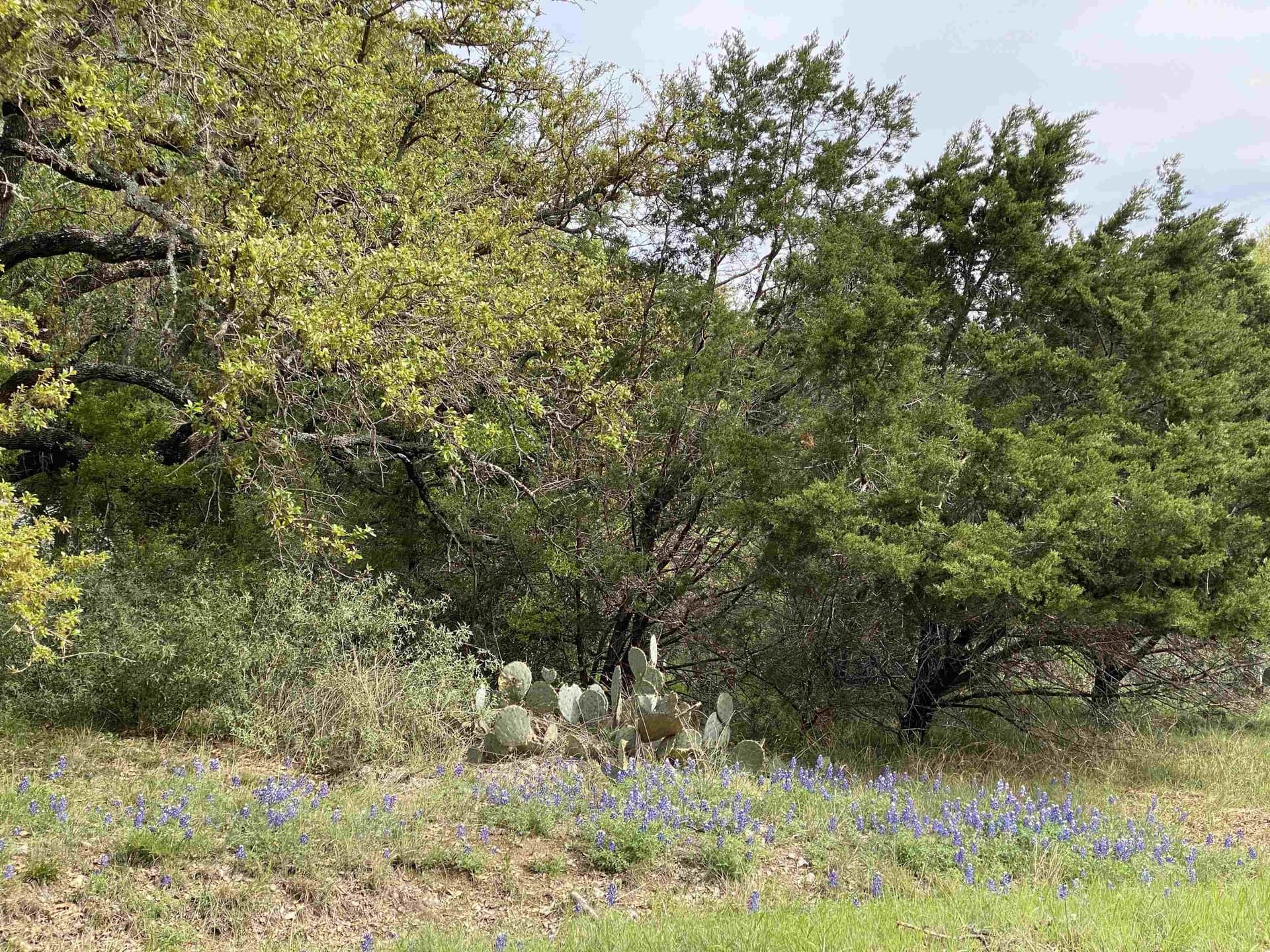 0.23 acres in Llano County - photo 6