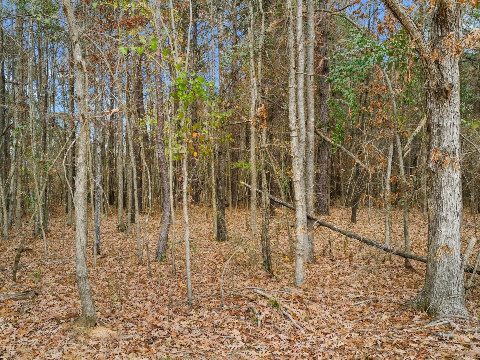 4.8 acres in Harrison County - photo 6