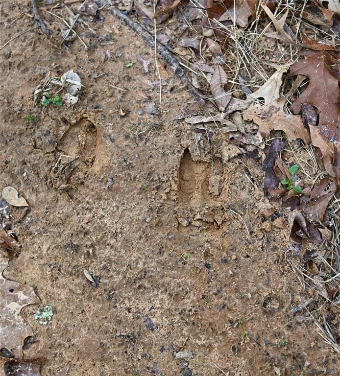 23.19 acres in Fannin County gallery image 3