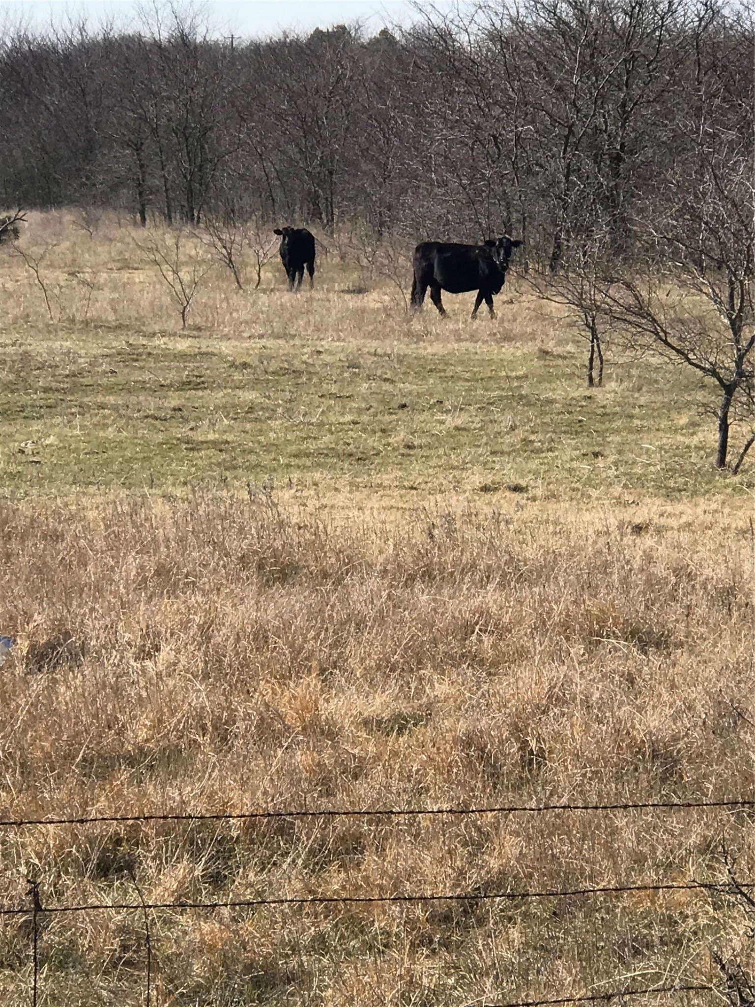 13.85 acres in Grayson County gallery image 2