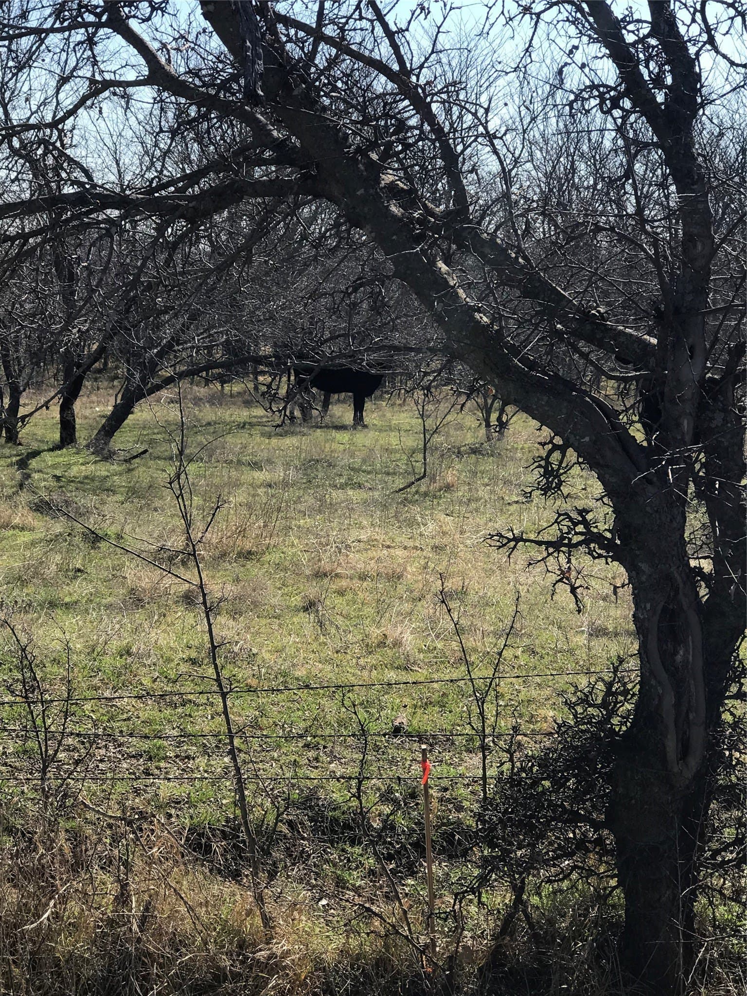 13.85 acres in Grayson County featured view
