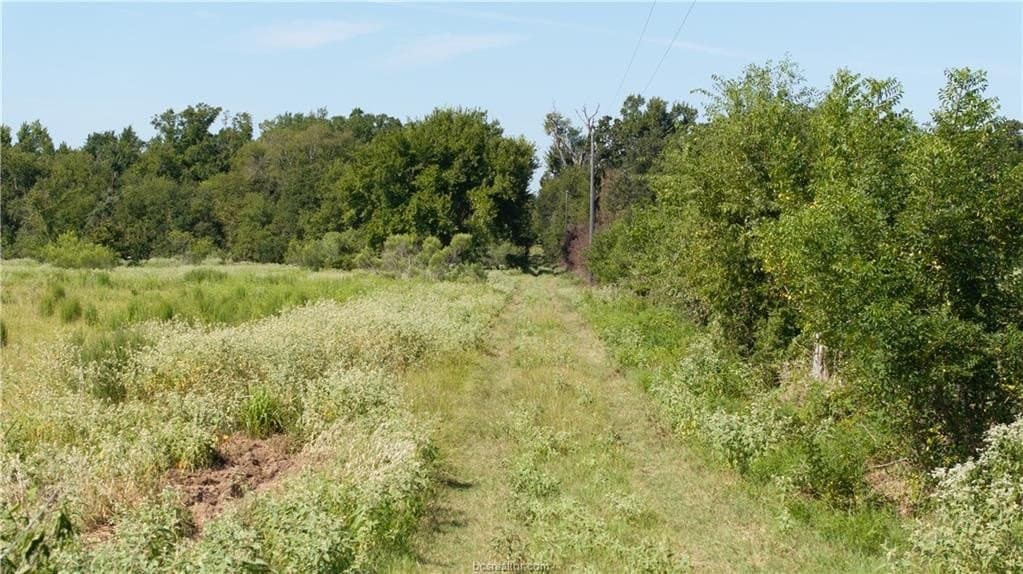 156 acres in Robertson County gallery image 4