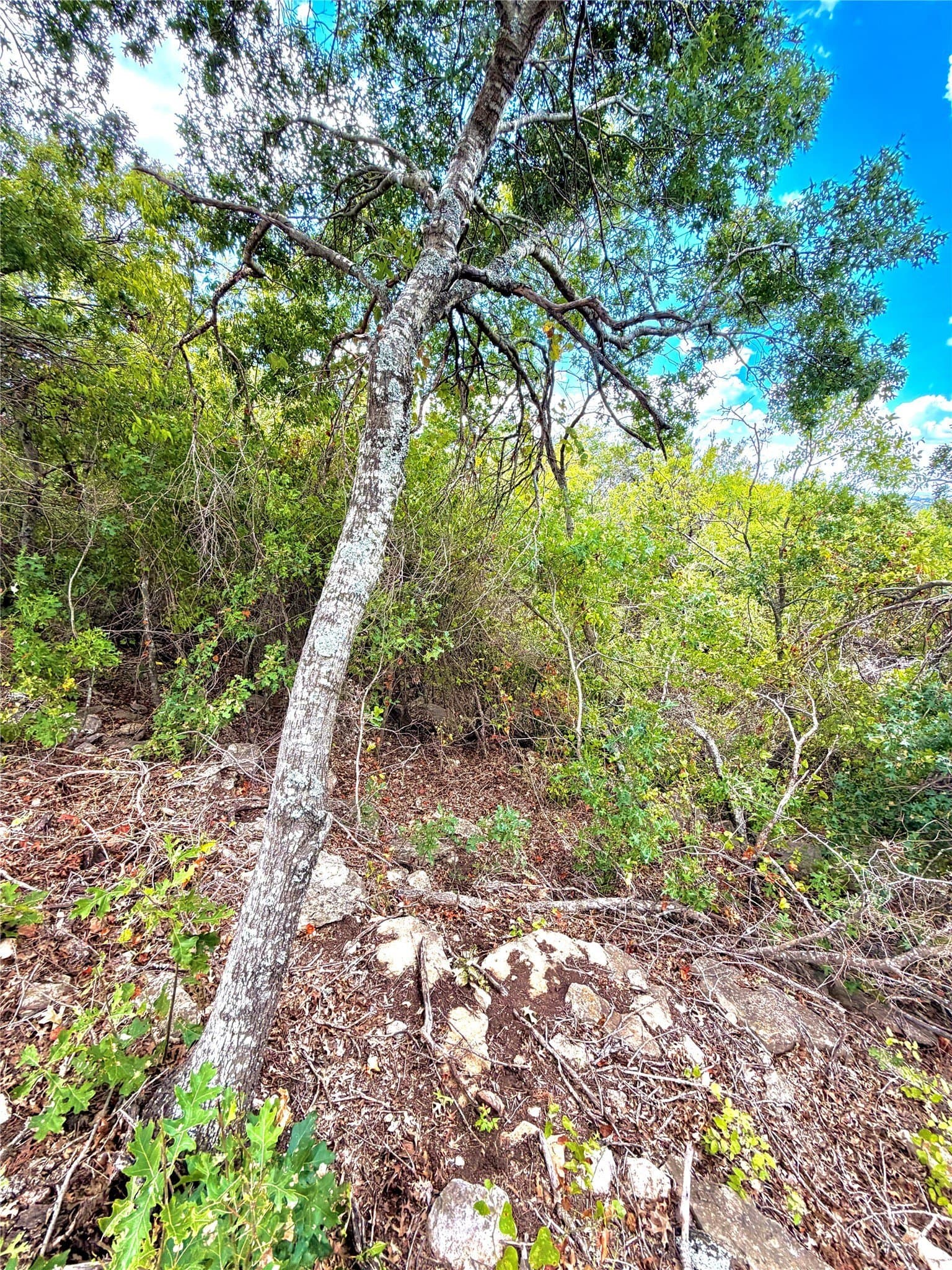 16.26 acres in Eastland County - photo 12