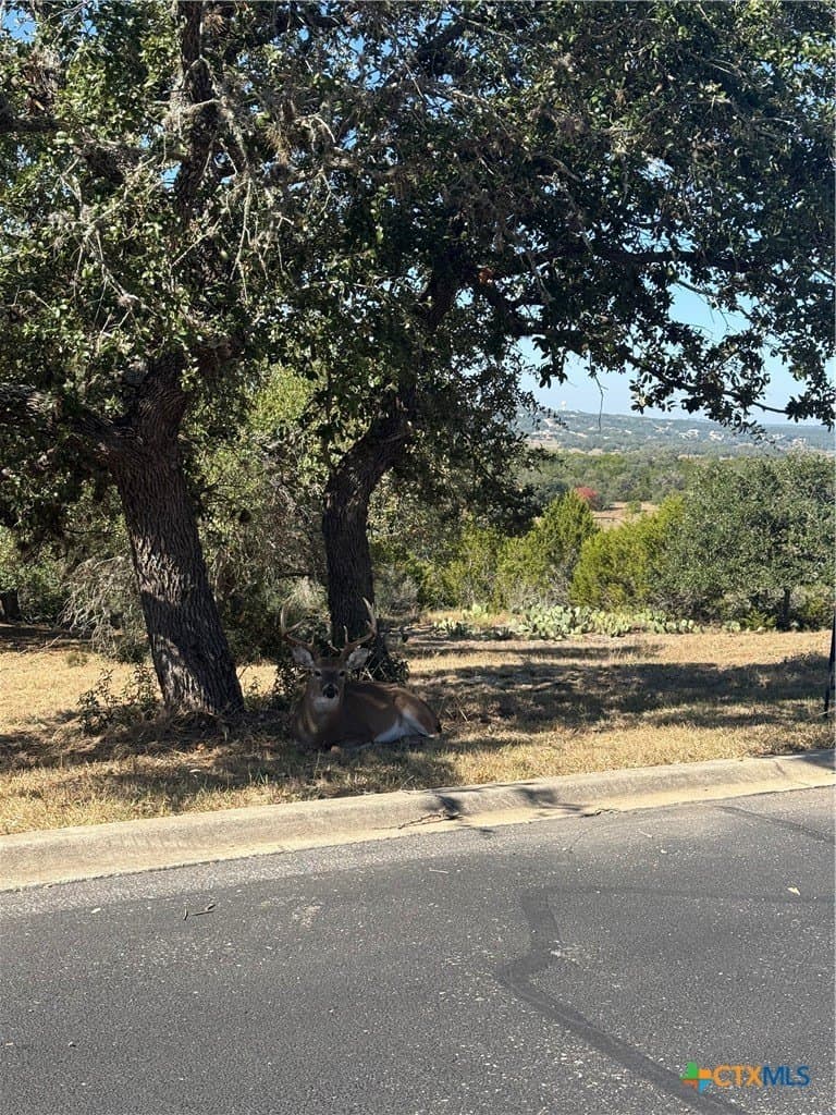 1.31 acres in Comal County gallery image 4