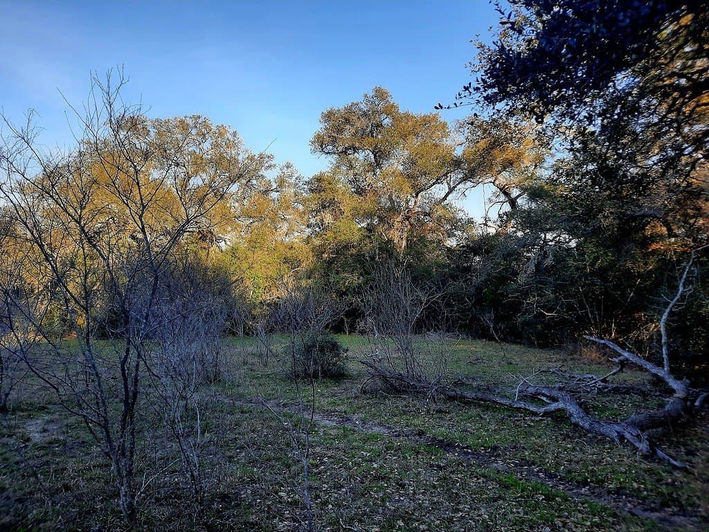 21.05 acres in Lavaca County gallery image 2