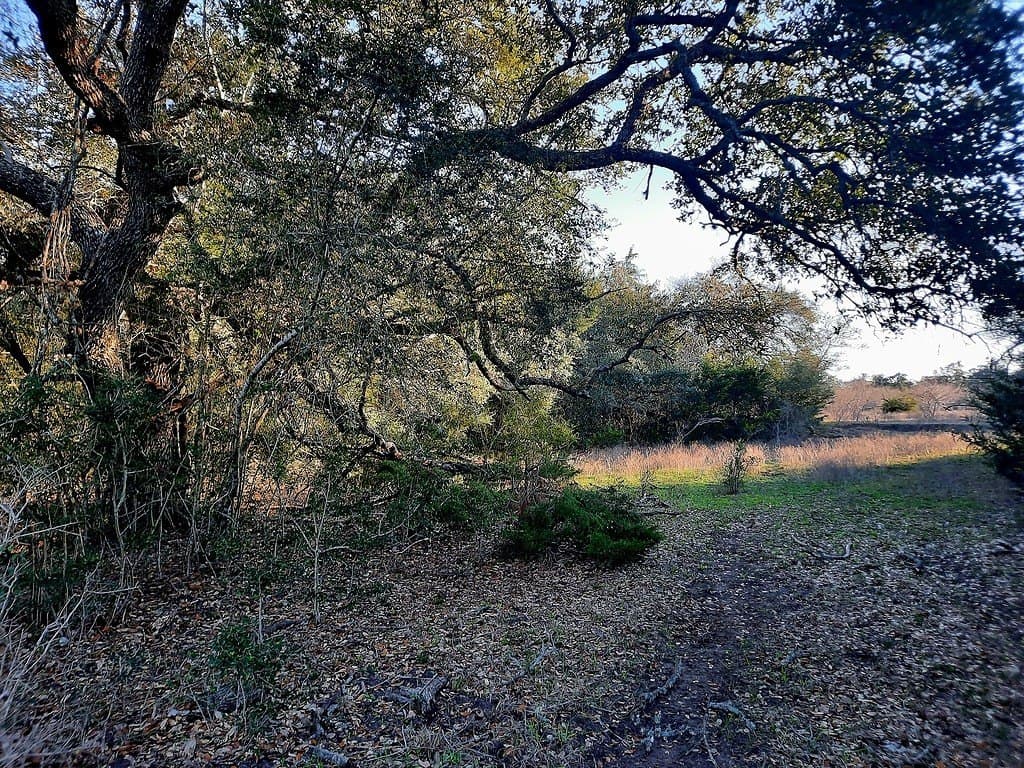 21.05 acres in Lavaca County gallery image 4