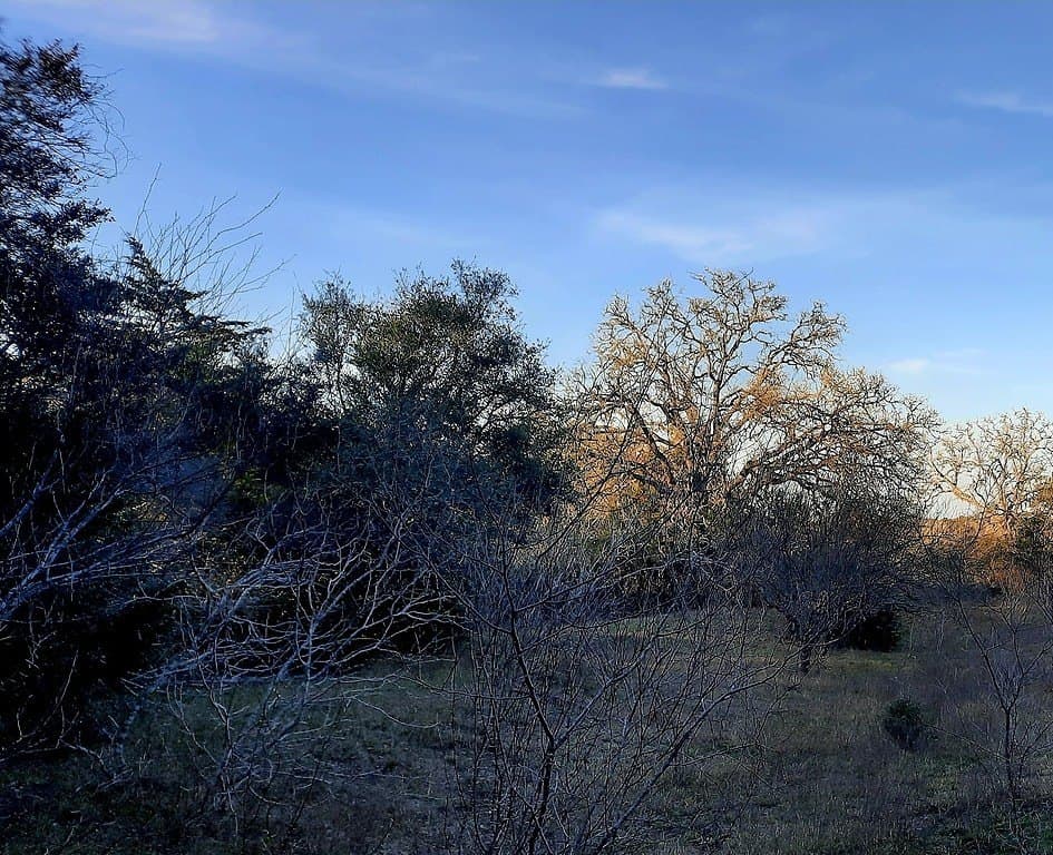 21.05 acres in Lavaca County gallery image 3