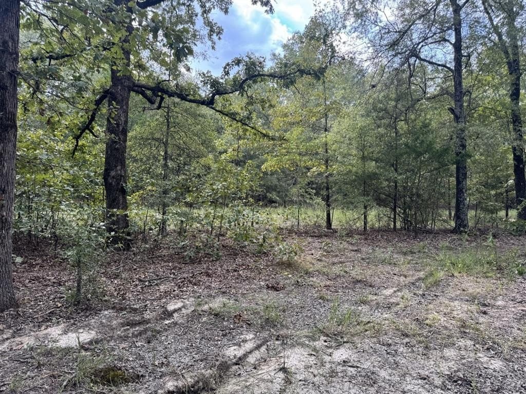15.35 acres in Lamar County gallery image 4