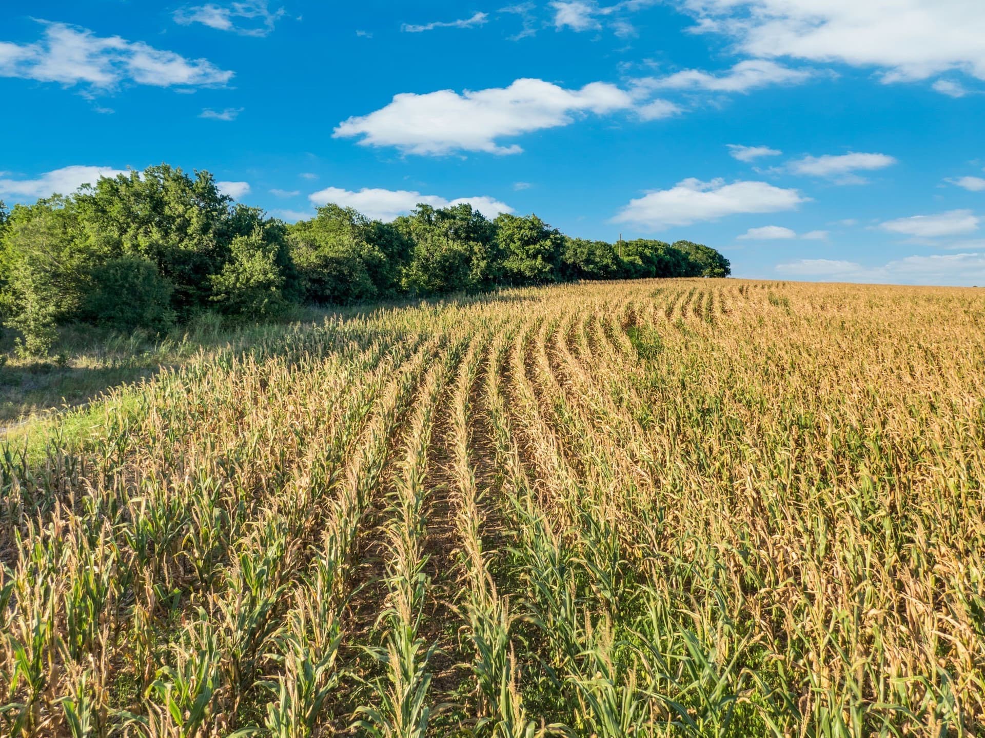 84 acres in Hill County - photo 8
