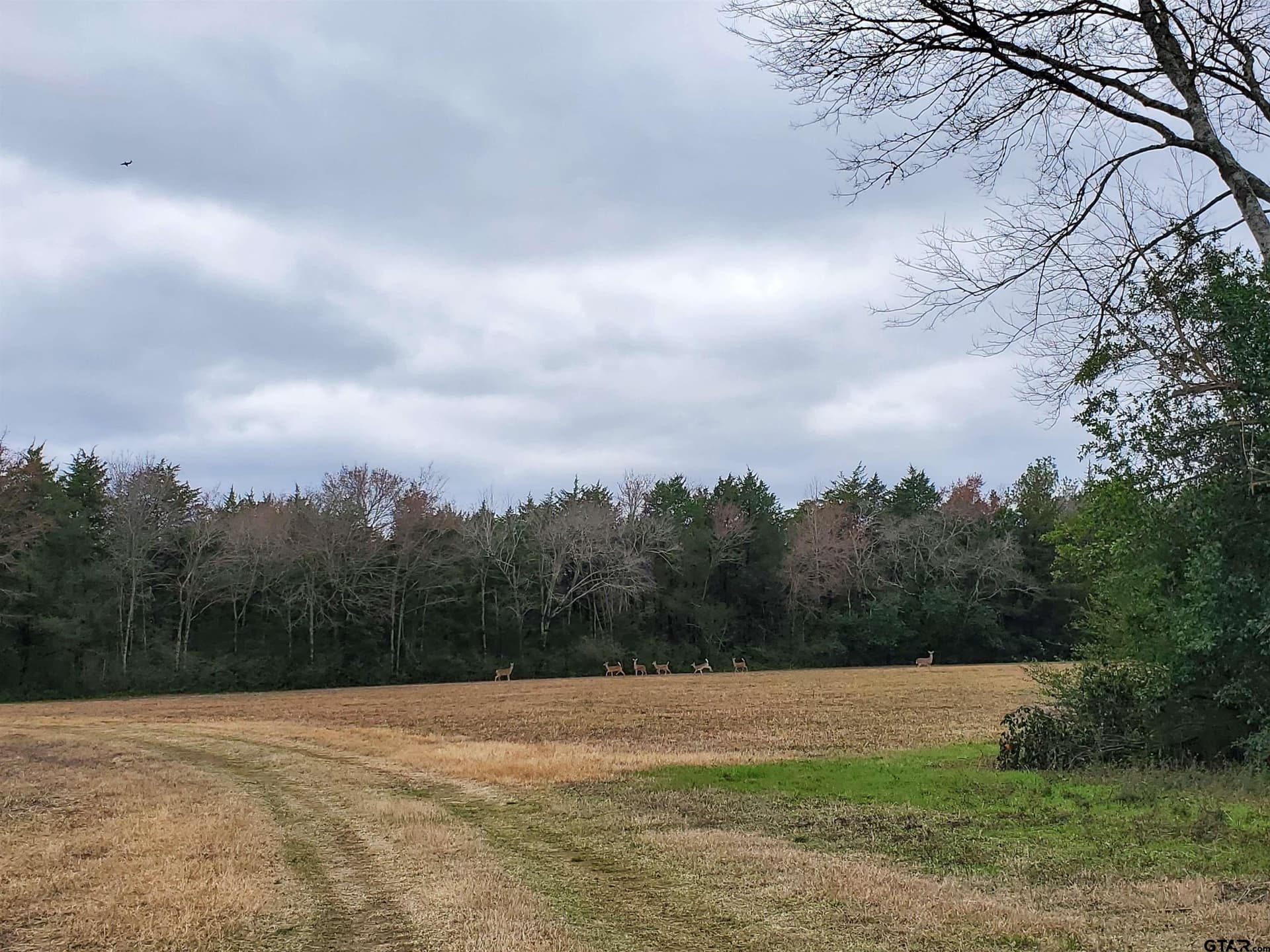 80.01 acres in Cherokee County gallery image 3