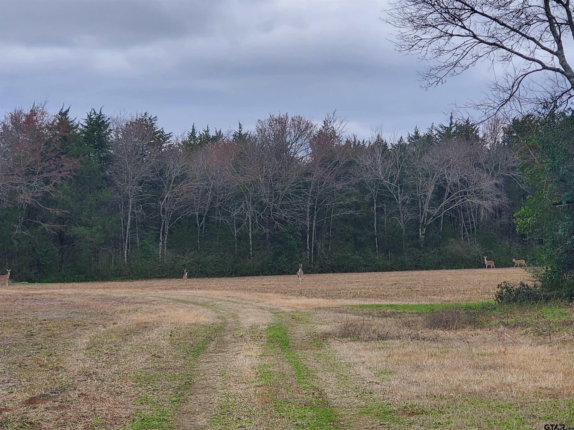 80.01 acres in Cherokee County gallery image 2