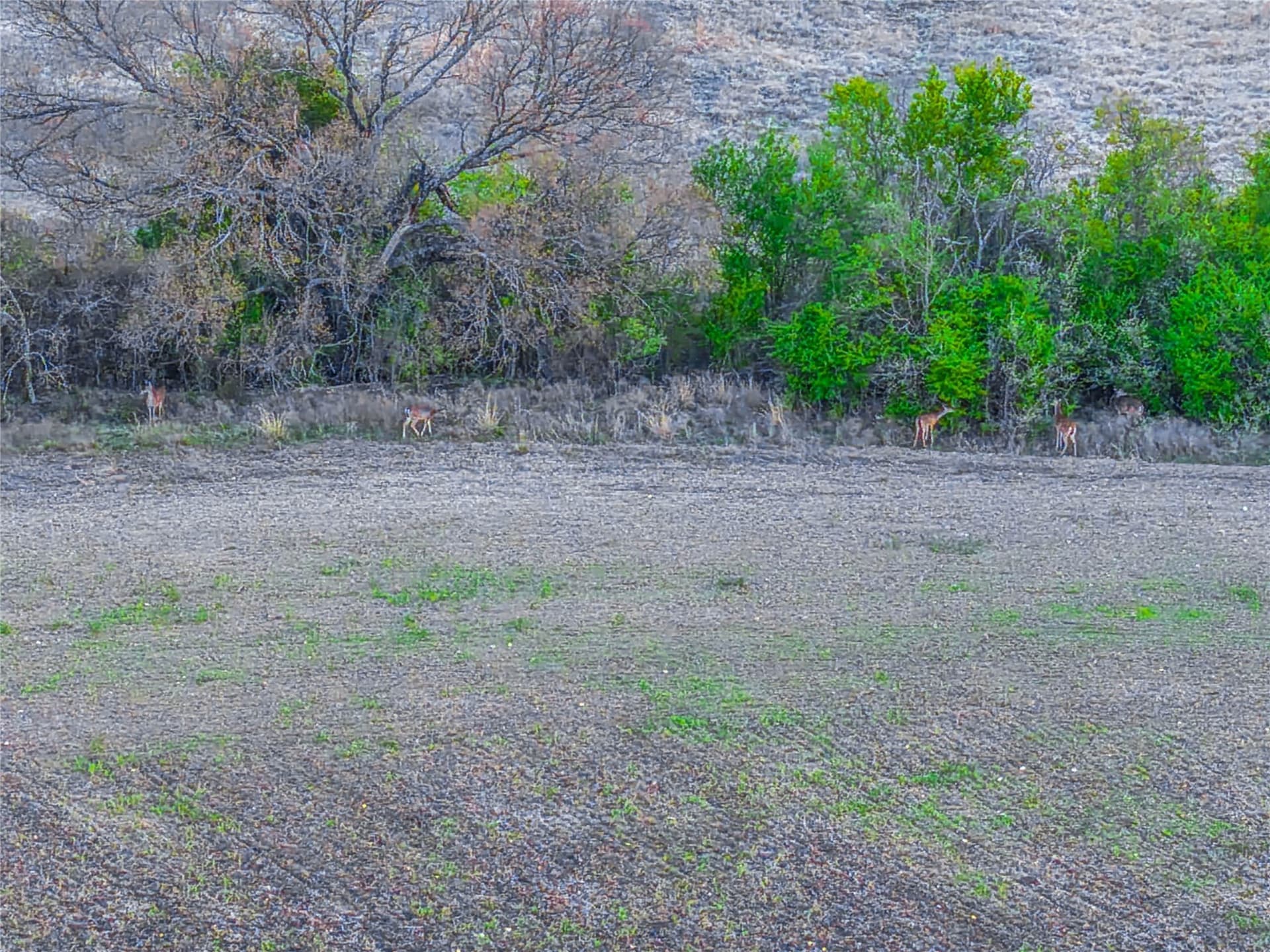 76.36 acres in Bell County - photo 20