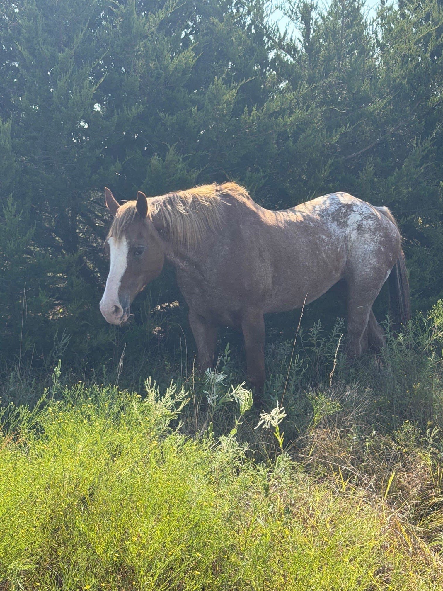 10.1 acres in Hunt County - photo 24