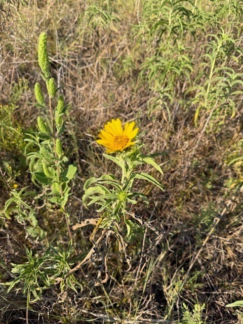 10.1 acres in Hunt County - photo 17