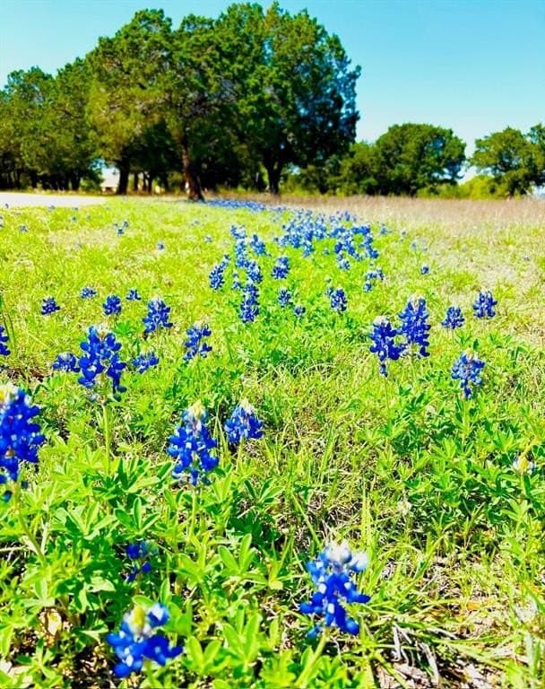 57.55 acres in Coryell County gallery image 4