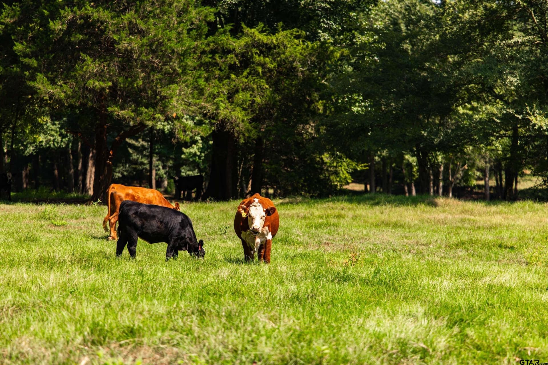 16.12 acres in Anderson County - photo 38