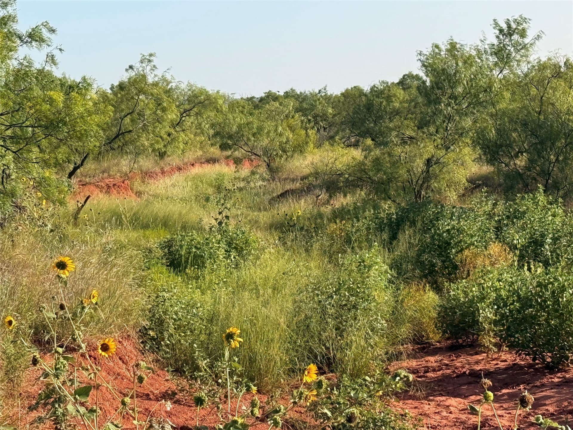 99 acres in Taylor County - photo 3