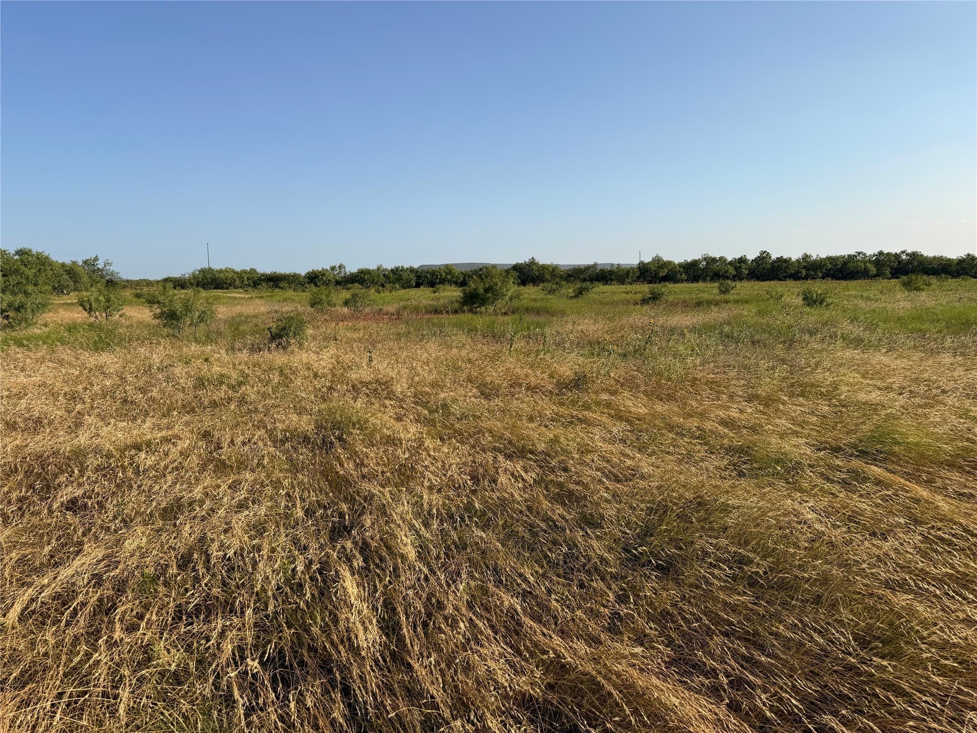 99 acres in Taylor County - photo 4