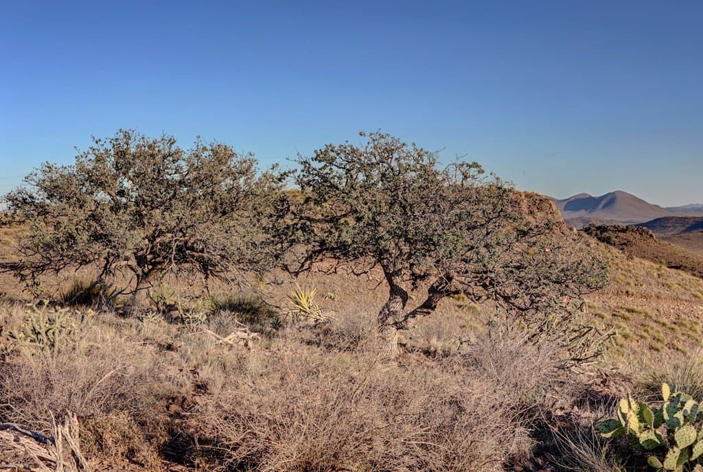 29.73 acres in Jeff Davis County - photo 25