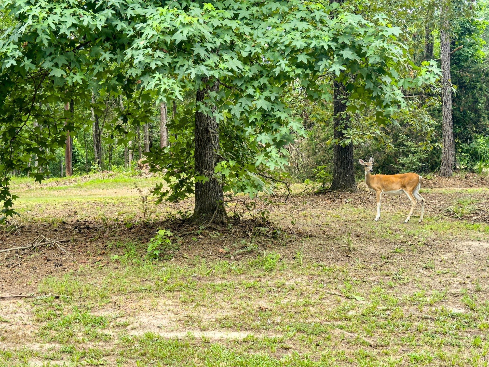 0.11 acres in Cass County - photo 17