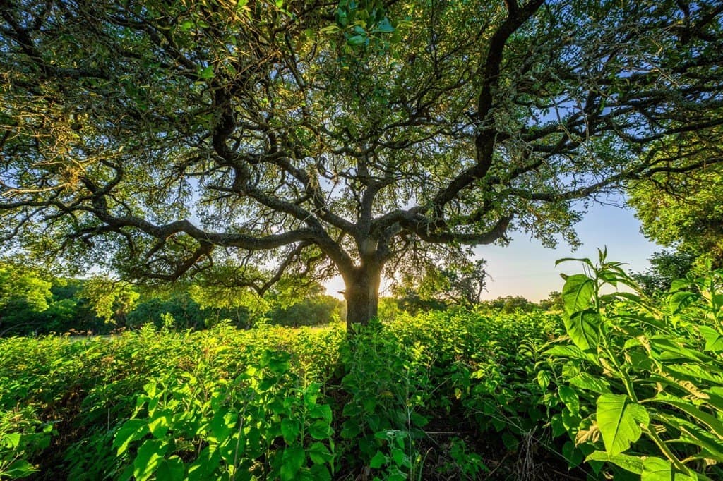 95.49 acres in Gillespie County - photo 34