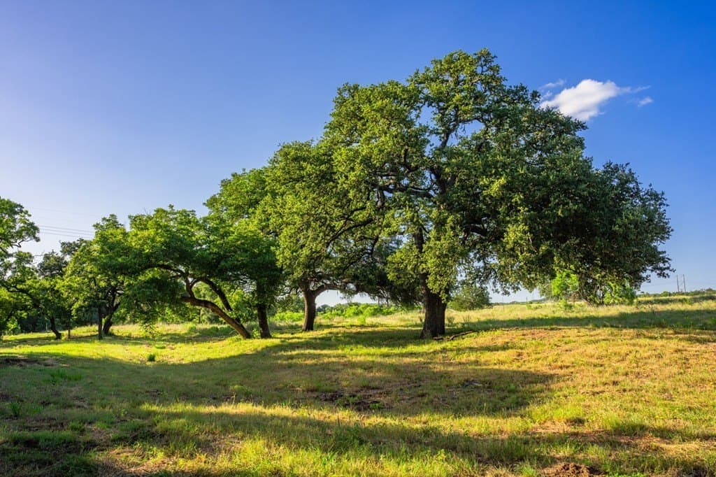 95.49 acres in Gillespie County - photo 42