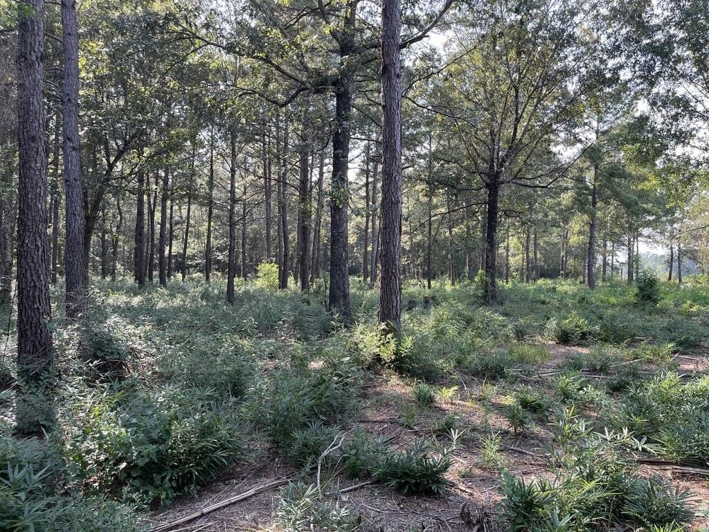 5.6 acres in Texas County - photo 4