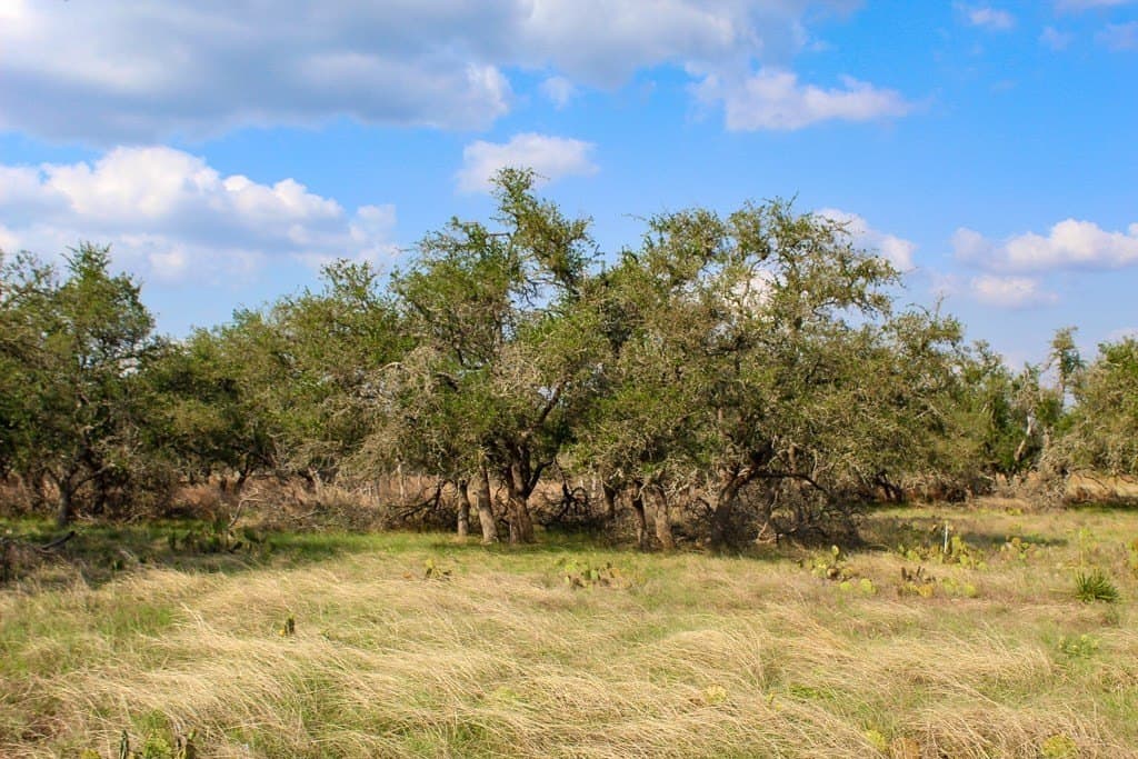 6.59 acres in Kerr County gallery image 2