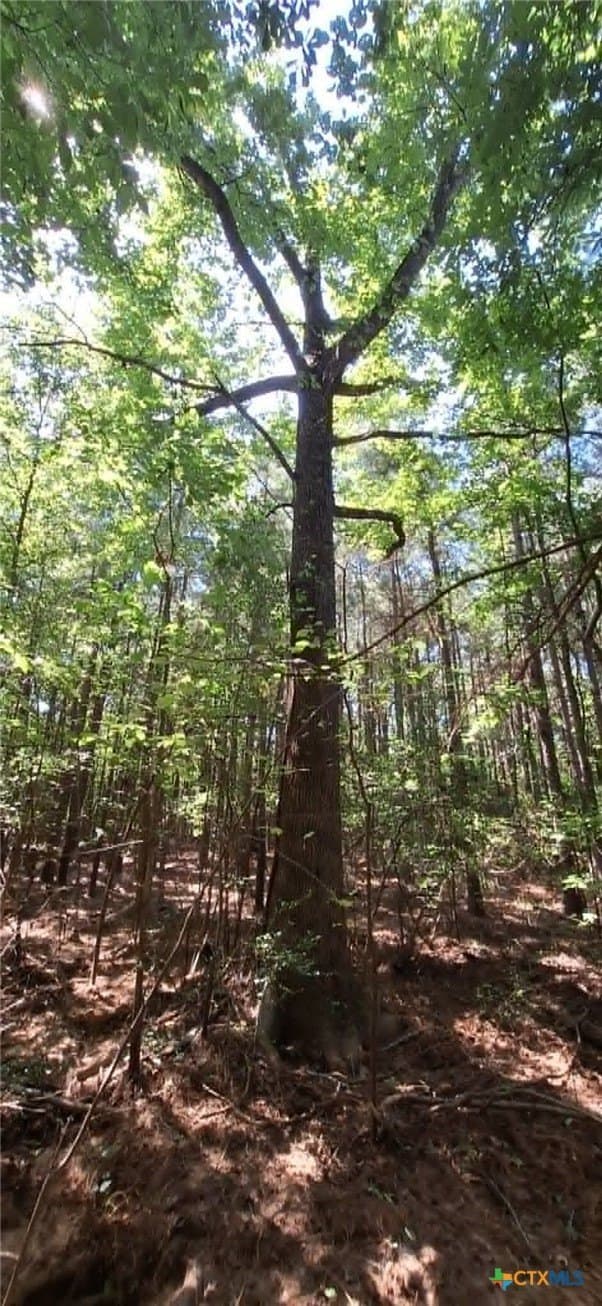 28.56 acres in Upshur County gallery image 4