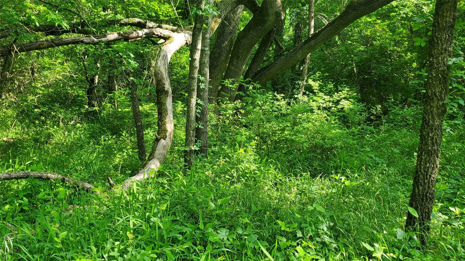 13.36 acres in Hunt County - photo 9