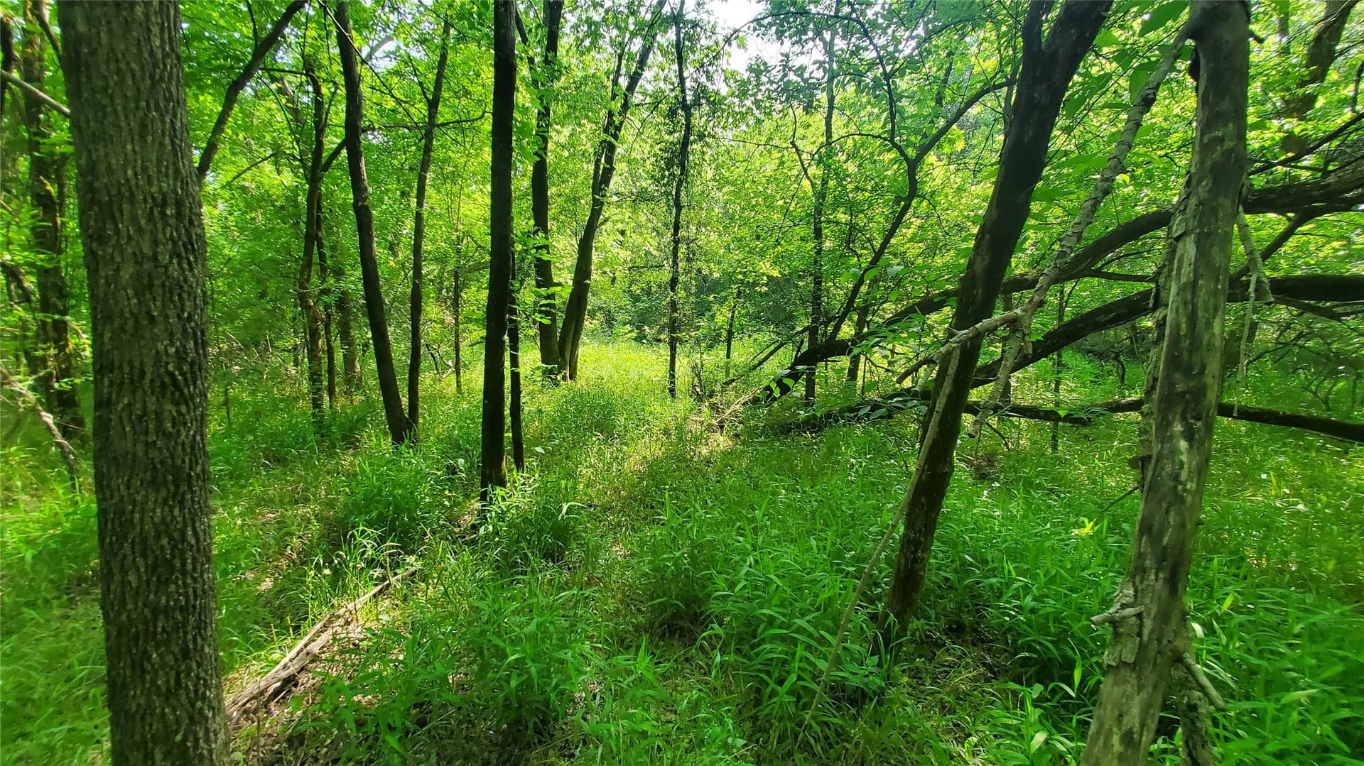 13.36 acres in Hunt County - photo 6