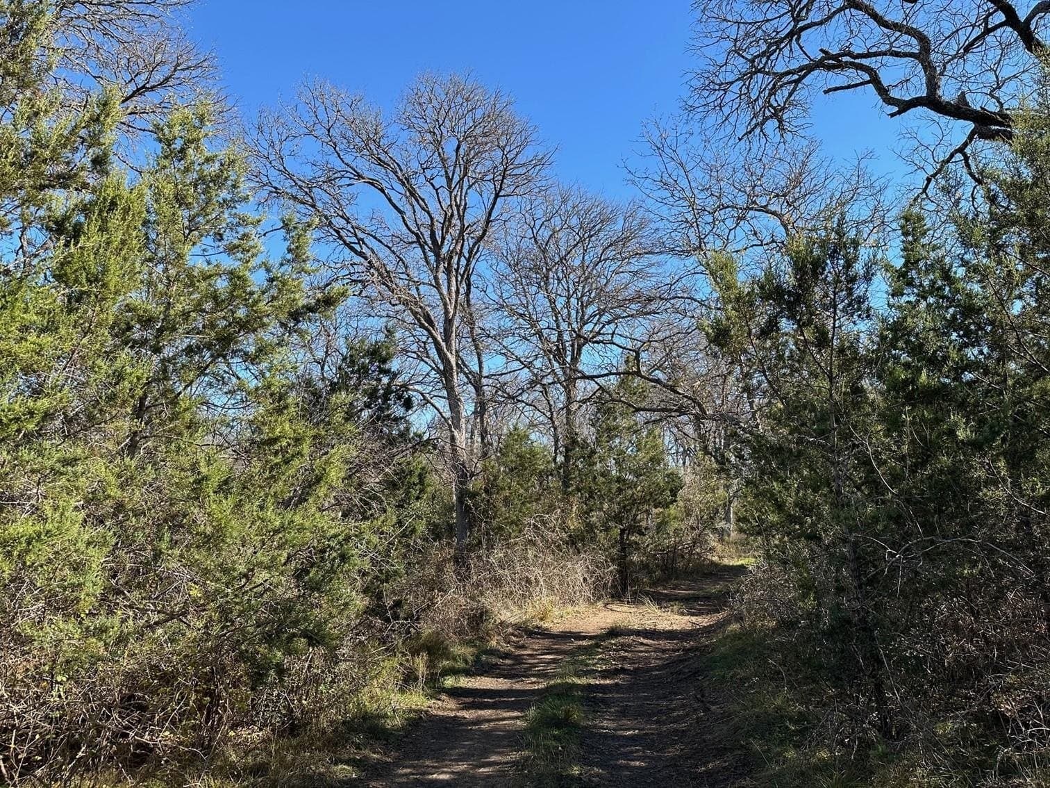 59 acres in Burnet County gallery image 3