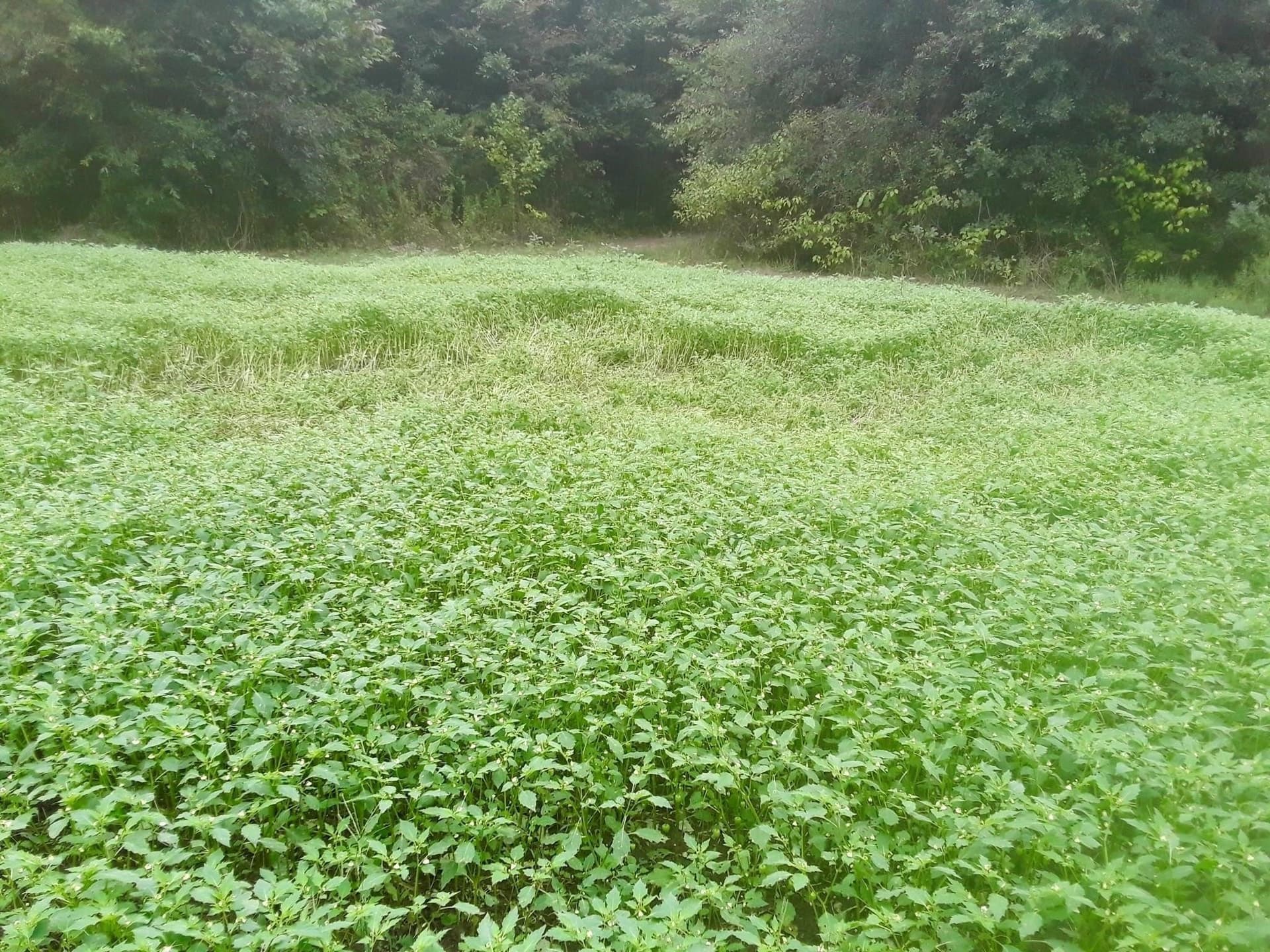 125.96 acres in Red River (TX) County