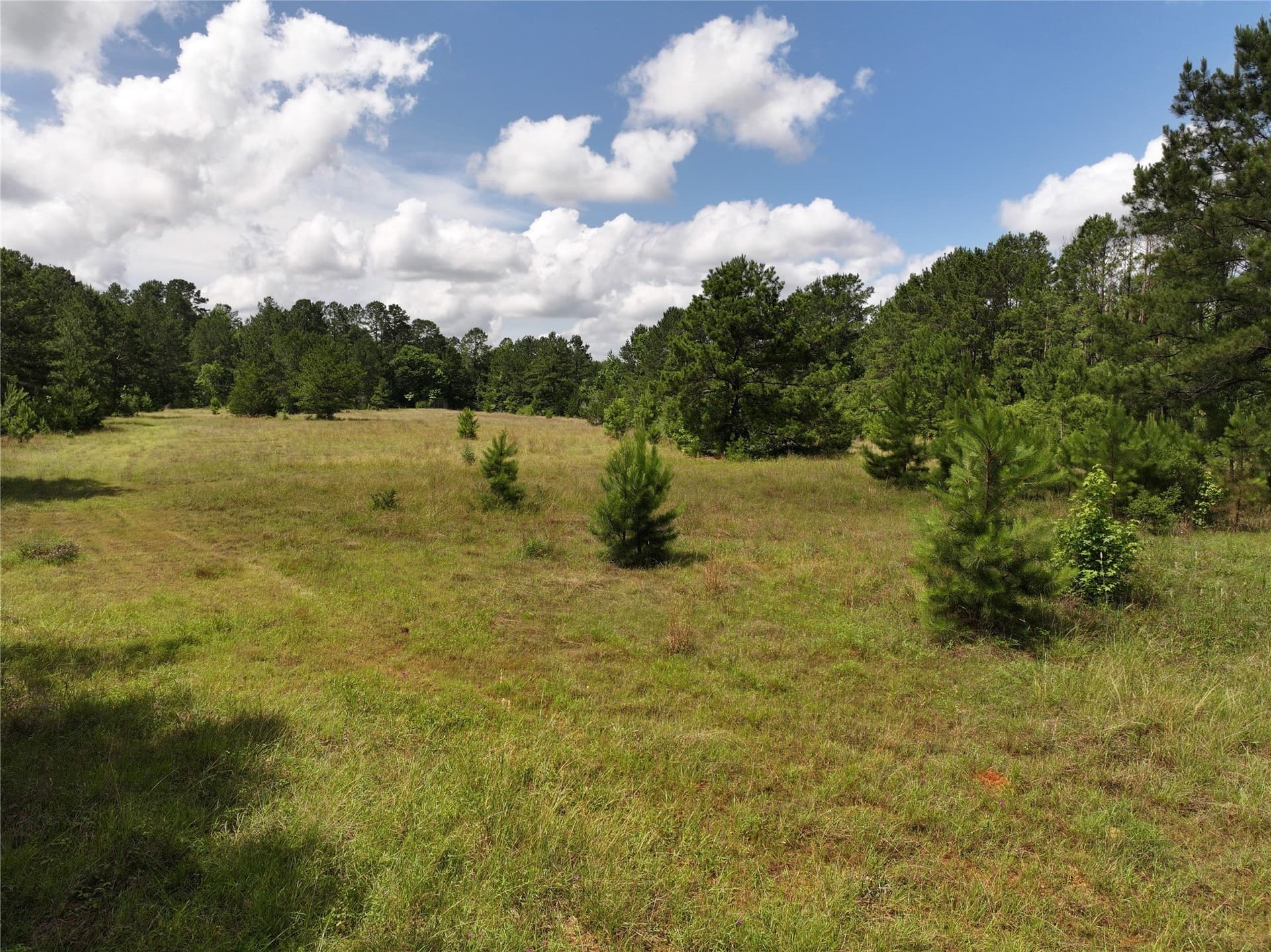 10 acres in Tyler County gallery image 3
