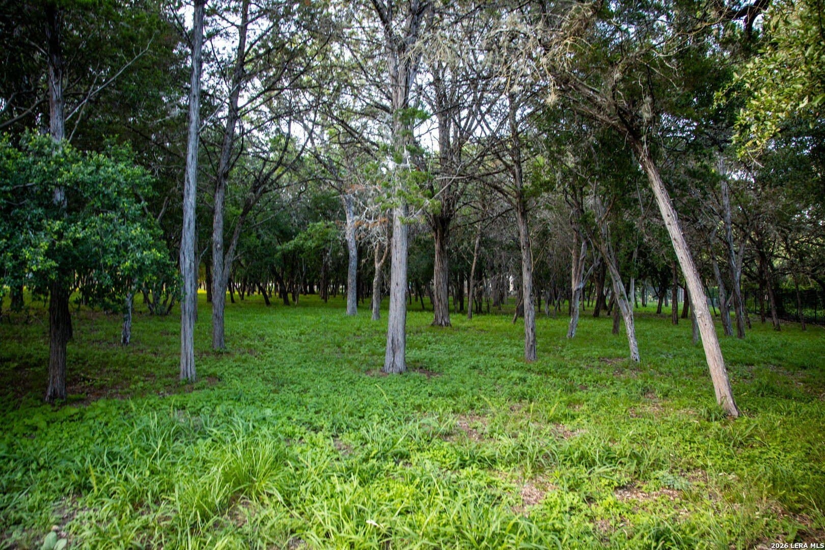 1.11 acres in Comal County gallery image 4