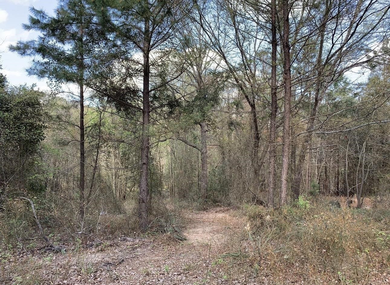 8.61 acres in Texas County - photo 9