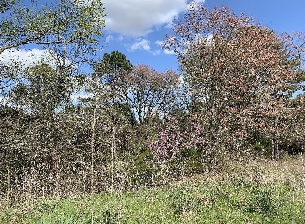 8.61 acres in Texas County - photo 11