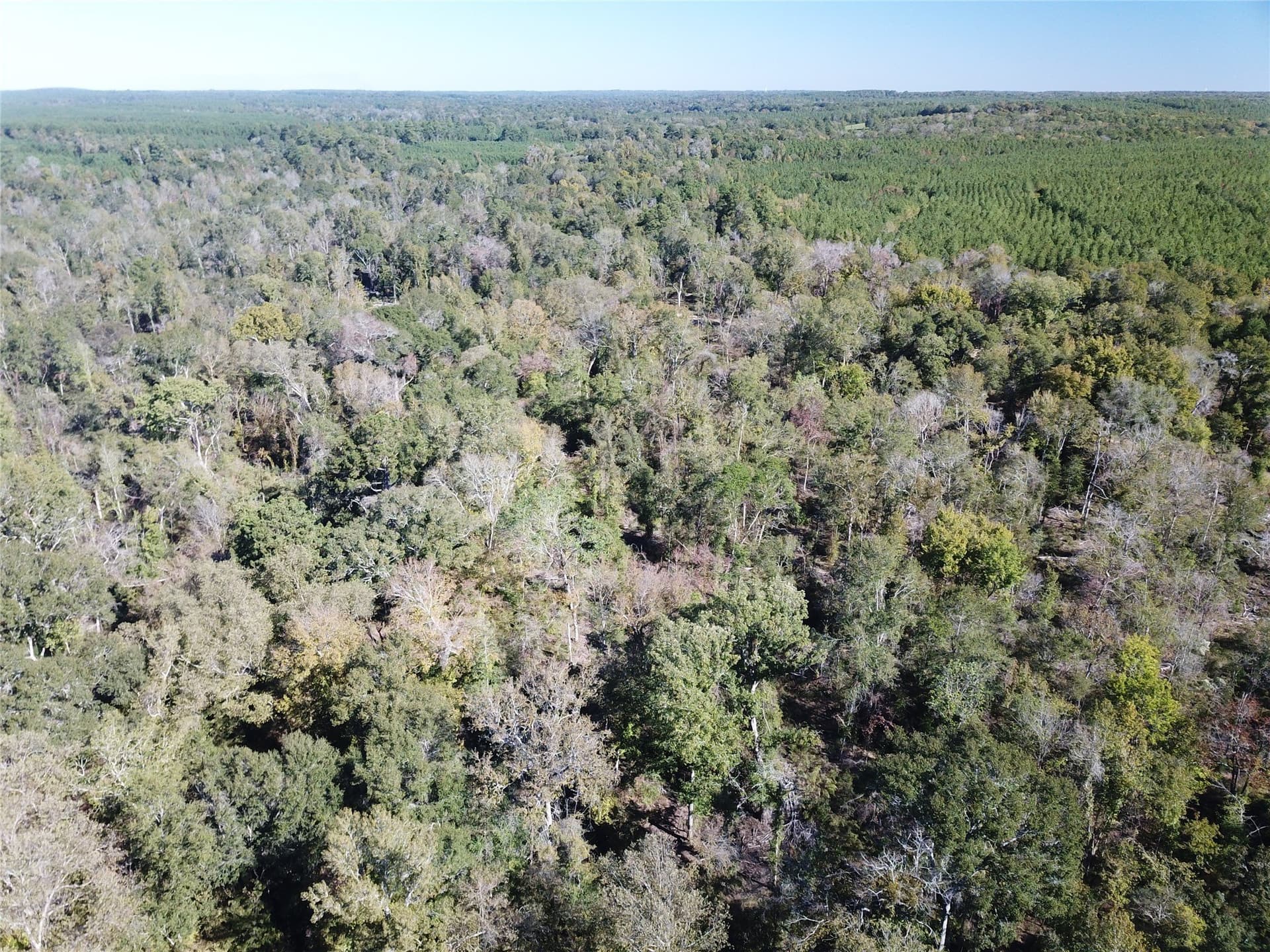165.12 acres in Angelina County - photo 7