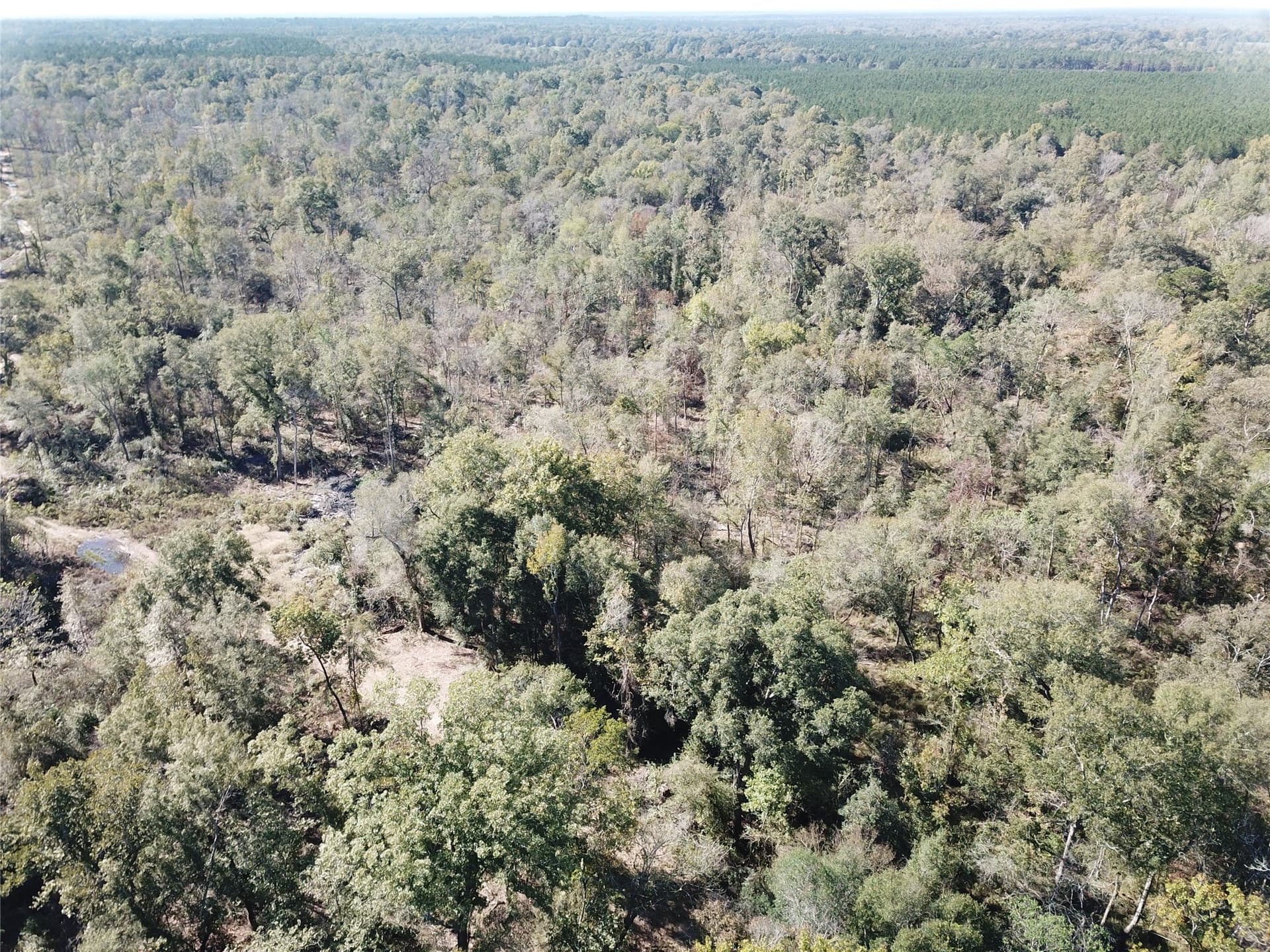 165.12 acres in Angelina County - photo 4