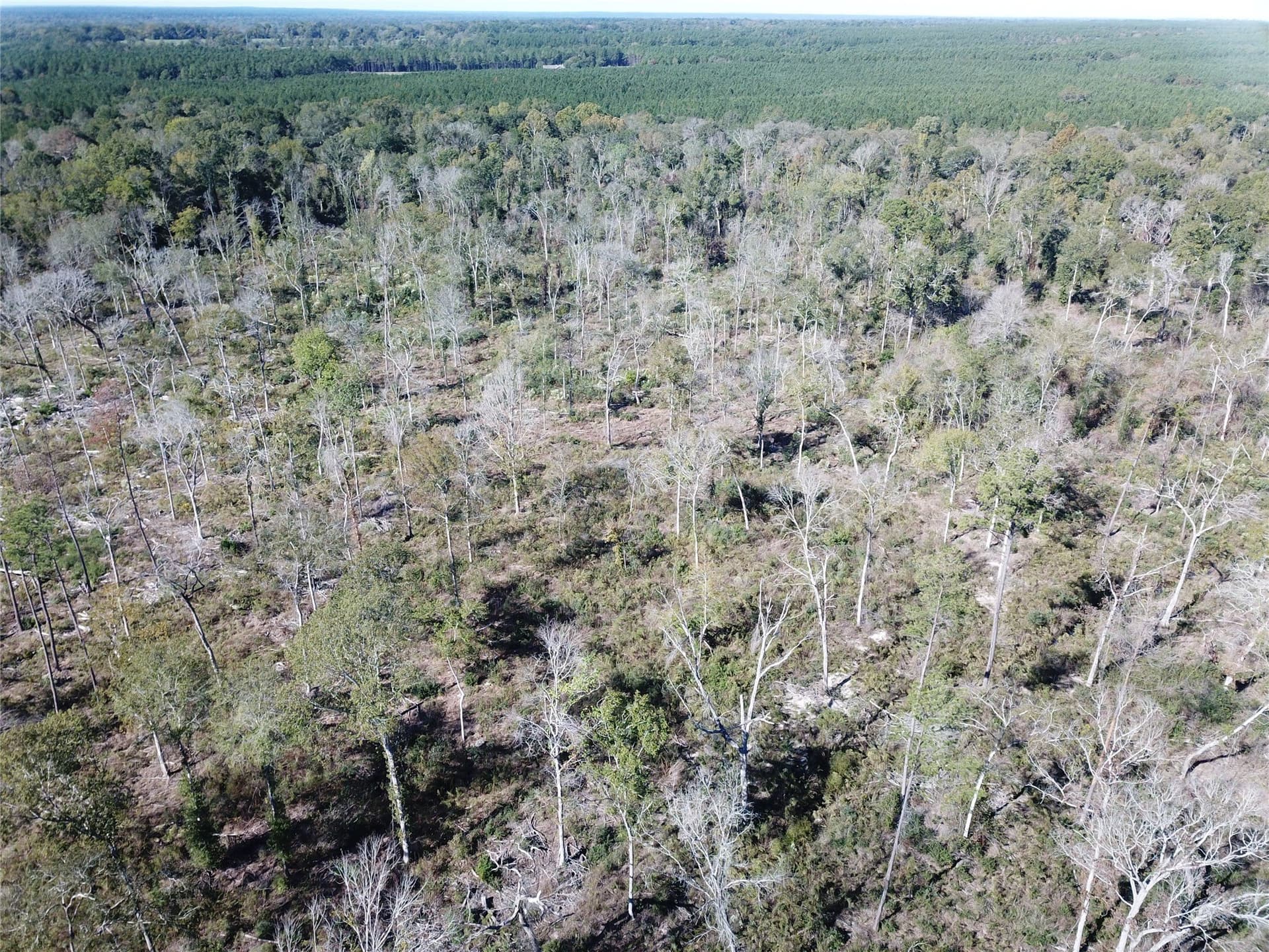 165.12 acres in Angelina County - photo 10