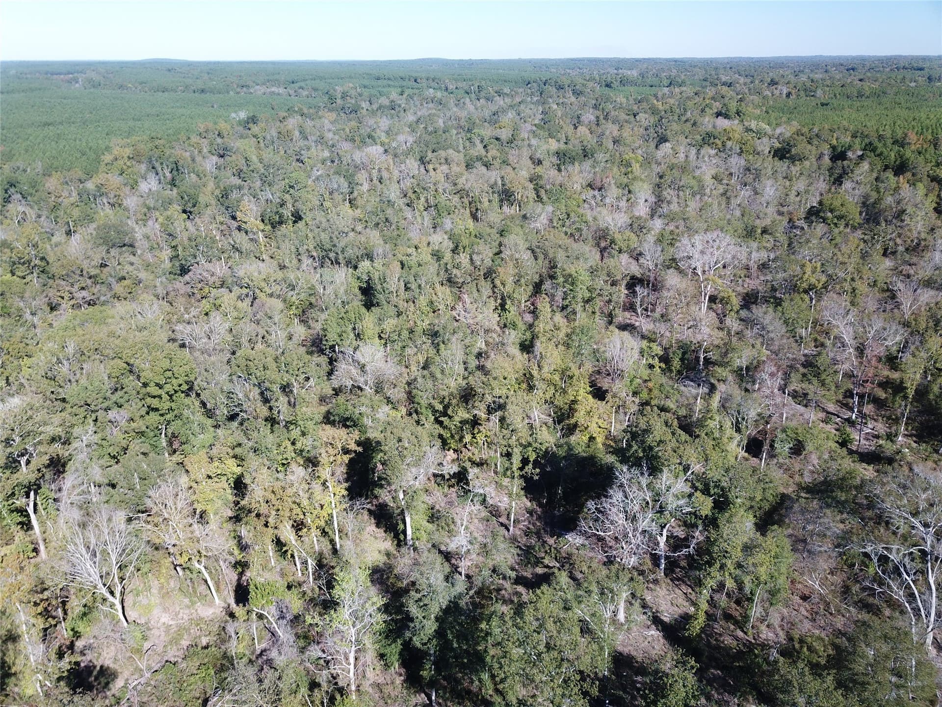 165.12 acres in Angelina County - photo 6